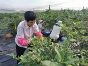 懷寧縣雷埠鄉：多措并舉發力  促進就業增收