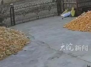 黑龙江林草局发布人虎冲突防范公告：非必要不入山 不要穿颜色鲜艳衣服，弯腰劳作时脑后可以带个假面具