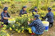 淮南潘集區(qū)：菊花綻放 致富村民