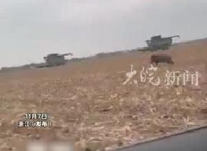 头一次见到全力狂奔的野猪！野猪在地里被收割机撵出残影，网友：有人上班玩猪，有人上班玩叉车
