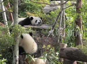 官方回应8岁娃终身禁入熊猫基地：不能因未成年网开一面