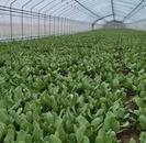 蕭縣新莊鎮(zhèn)常莊村：大棚蔬菜喜豐收 產(chǎn)業(yè)興旺促振興