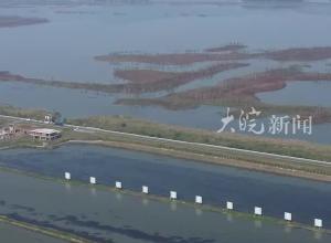 推迟近一月后
合肥本地大闸蟹已批量上市 养殖户：每晚垄上捡蟹忙不停