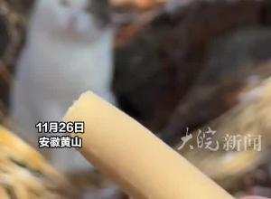 游客黄山偶遇“功夫猫”，单爪接火腿还暗示快给，“凭实力把自己养得白白胖胖”