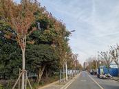 ?新聞追蹤|六安：80多棵櫸樹一年后形成“紅葉路”