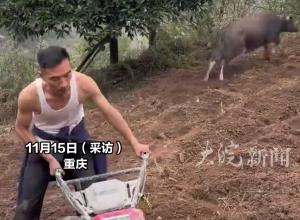 主人用工具犁地牛在一旁撒欢，“它还小 等它长大点再干活”，网友：都叫“奶糖”了 还需要干活吗