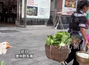 通人性大鹅与主人形影不离，跟着干农活 卖菜卖鸡蛋，主人：它像家人一样 会好好养它