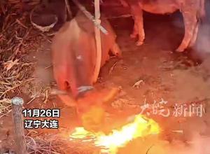牛妈妈担心小牛犊被火烧，以身涉险 用身体挡住火源，主人感慨母爱太伟大：要养它到老