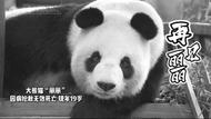 大熊貓“麗麗”于14日晚因病搶救無效死亡，現年19歲