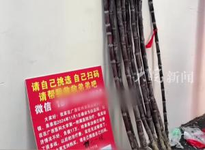 女大学生摆摊卖甘蔗为弟弟筹钱治病 一边摆摊一边备研 附近学生买甘蔗献爱心：“能帮一点是一点”