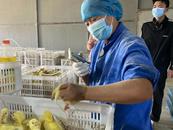 政協江淮行丨政協委員助力  養鵝龍頭企業帶動村民走上致富路