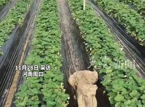 狗子喜欢黏着干活的男主人 长得太抽象被调侃“木乃狗”  女主人：比较忠诚走一步跟一步