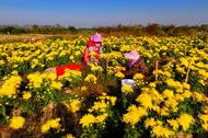 庐江：订单菊花采摘忙