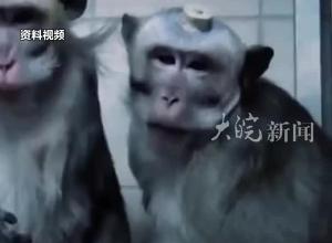 美国43只猴子从实验室逃脱，还没抓到！警方：关好门窗，别靠近