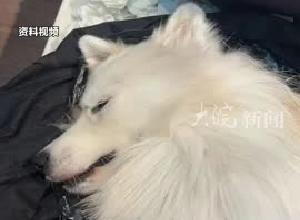 广东省宠物行业协会：已确认有超过40只宠物狗因疑似中毒死亡