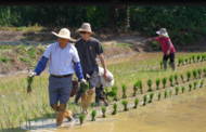 “候鳥”式水稻育種技術員：30年堅守田間科研夢