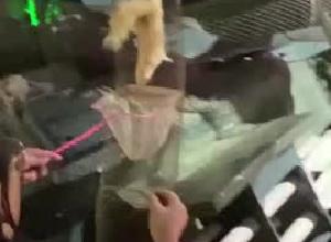 3只松鼠逃出网笼 工作人员用坚果“诱捕”
