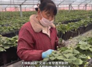 合肥本土头茬草莓“抢鲜”上市   
开启今冬“莓”好时光