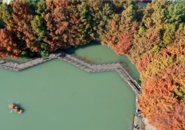 “杉色”正美！深藏巢湖鬧市的這片池杉林紅啦
