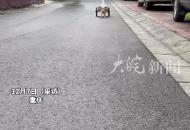 4個月大狗狗幫主人拉快遞掙雞腿錢 ，主人：主要是它精力太旺盛了！要給它找點事干