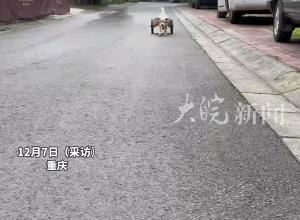 4个月大狗狗帮主人拉快递挣鸡腿钱 ，主人：主要是它精力太旺盛了！要给它找点事干