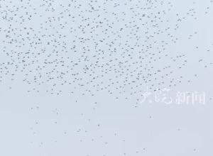 蔡国强泉州烟花秀出意外，表演途中大量无人机坠海，目击者称无人员受伤