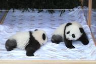 旅德大熊貓雙胞胎幼崽定名“夢好”“夢甜”