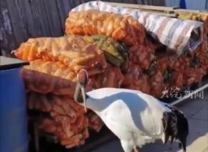 男子偶遇野生丹顶鹤 
进饭店吃“苞米自助”
带红色脚环编码