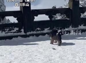 女子爬峨眉山手机充电宝被猴子抢走 边害怕边哄劝 网友：这哪是乖宝宝 这是大强盗