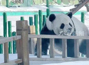 四川熊猫佑佑到哈尔滨有多嗨 在北方玩雪吃南方鲜竹“2700多公里 每3-5天南竹北调”