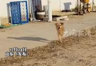 流浪狗出車禍被迫截肢 僅靠同側兩條腿蹦跶，頑強活著 拍攝者：被救助后跟一幫小狗一起生活