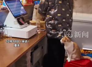 火锅店收养了一只流浪小黄猫，每天自觉蹲在吧台上秒变“招财猫”，老板：很神奇！它来了后生意真的变好了