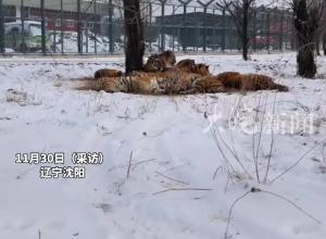 东北虎也扛不住东北的冬天？“东北金渐层”在雪地抱团取暖，网友：不是说一山不容二虎吗