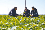 冬日油菜田間管理忙