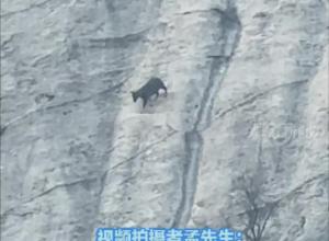 华山千米近乎90度山崖
 惊现“功夫羊”峭壁上如履平地  