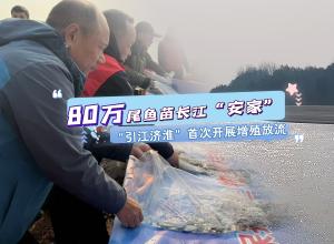 80万尾鱼苗长江“安家”  “引江济淮”首次开展增殖放流