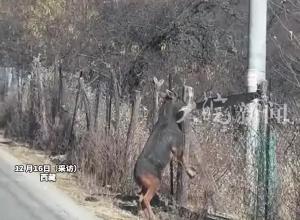 网友西藏旅游偶遇姜子牙坐骑“四不像”