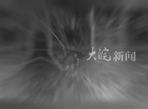 安徽歙县发现国宝中华穿山甲
