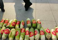 六安裕安區(qū)新安鎮(zhèn)：蘿卜打起“擂臺(tái)賽”