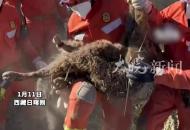 小牛在地震廢墟下頑強存活96小時，消防員成功將其救出
