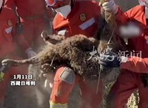 小牛在地震废墟下顽强存活96小时，消防员成功将其救出