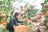 “民兵志愿者”助農豐收