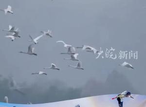皖西好山好水 留住中华沙秋鸭、白冠长尾稚等珍稀鸟类的脚步