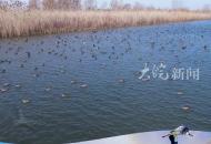 安徽三汊河國家濕地公園成為鳥類樂園