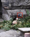男子朝大熊貓?jiān)铱蓸?lè)瓶  重慶動(dòng)物園最新回應(yīng)：當(dāng)事人將終身禁止入園