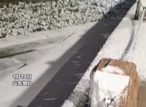 山东烟台突降鹅毛大雪“前后不到五分钟 天气就变了样” 网友：“雪窝子”又开始发力了