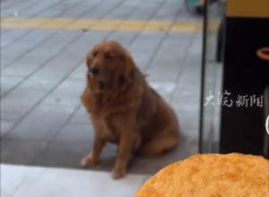 馋嘴大金毛每天在锅盔店门口蹲点 
吃不到锅盔就“生闷气” 
店主:一天要吃好几个锅盔和卤肉