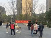文明养犬，和谐家园  