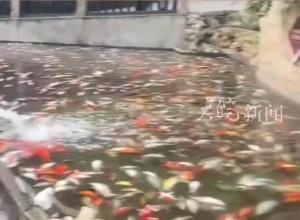 重庆一公园大量观赏鱼死亡 警方通报：男子将蔬菜杀虫剂倒入鱼池
已被刑拘