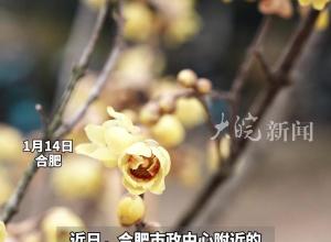 合肥街边蜡梅花开 香气浓郁引市民驻足